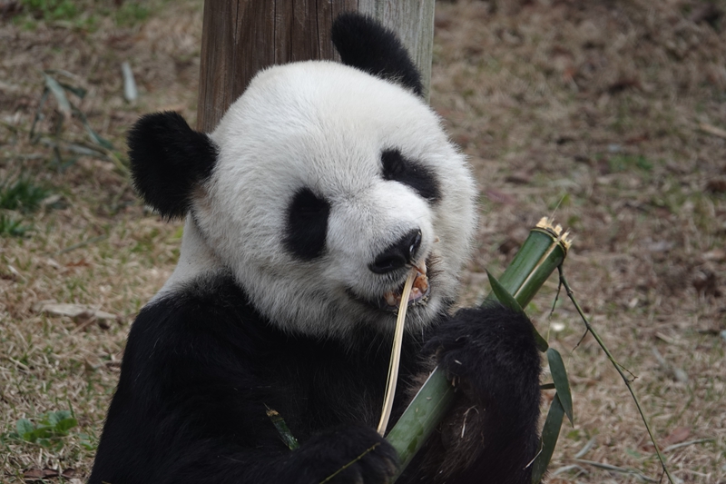太萌了！美国<em>孟</em><em>菲</em><em>斯</em>动物园大熊猫津津有味啃竹子