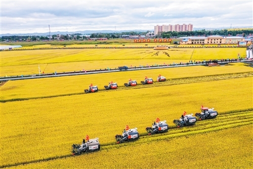 在吉林省长春市九台区龙嘉街道红光村,农民驾驶农机进行水稻收割作业.