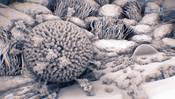 最新3D影像展示了新冠病毒入侵人体细胞的过程：在入侵的那一刻，新冠病毒与受体结合，并与细胞膜发生了膜融合。