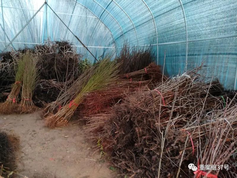 ▲3月23日，新河镇一家批发商户仓库里堆放的果树苗，不时会有网店店主前来采购。新京报记者 韩福涛 摄