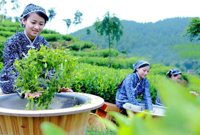 这个旅游文化节超有看头！送上虔心小镇金牌茶旅路线攻略