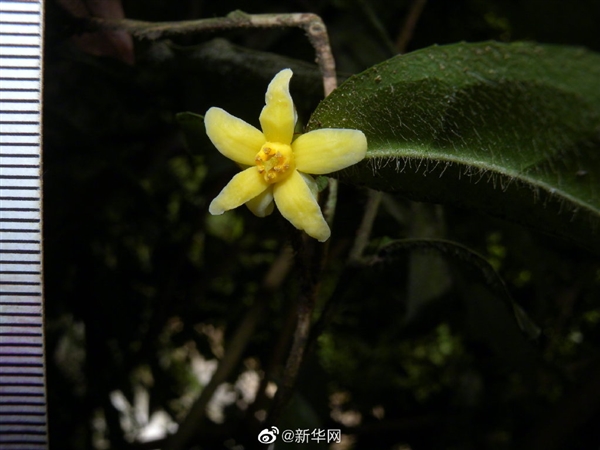 中国首次发现云南管蕊茶:数量仅有30株左右、急需保护