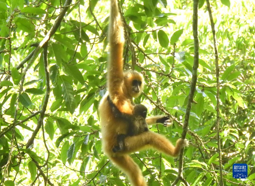 这是2021年5月拍摄的海南长臂猿B群幼猿。新华社发（海南热带雨林国家公园管理局供图）
