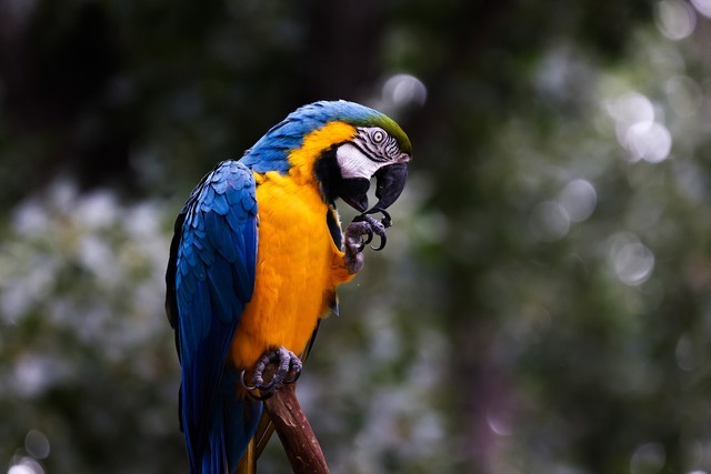 最亲民的超长焦 佳能RF600mm、800mm体验