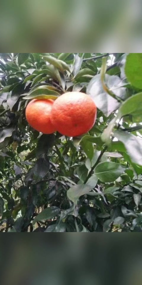 爱沙柑橘优点与缺点__凤凰网