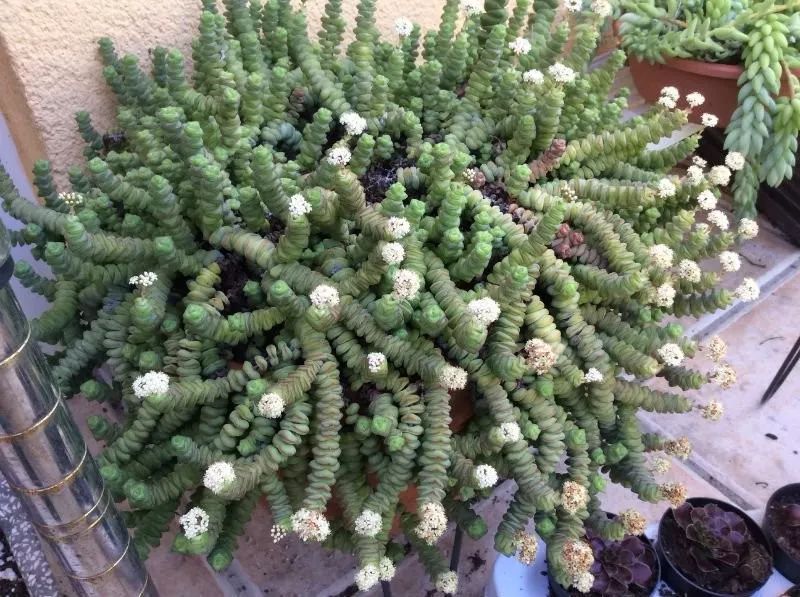 长相奇特 特小众的多肉植物 适合养在窗台边 变成室内盆栽 凤凰网