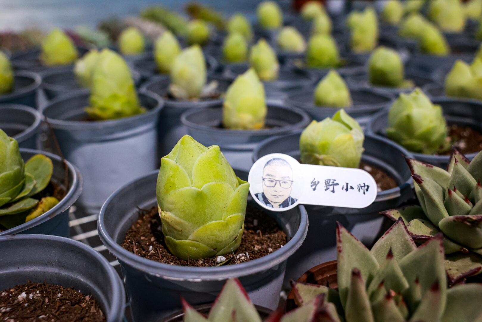 美肉来了 都说多肉夏天没状态 小帅选的新品却个个颜色惊艳 凤凰网