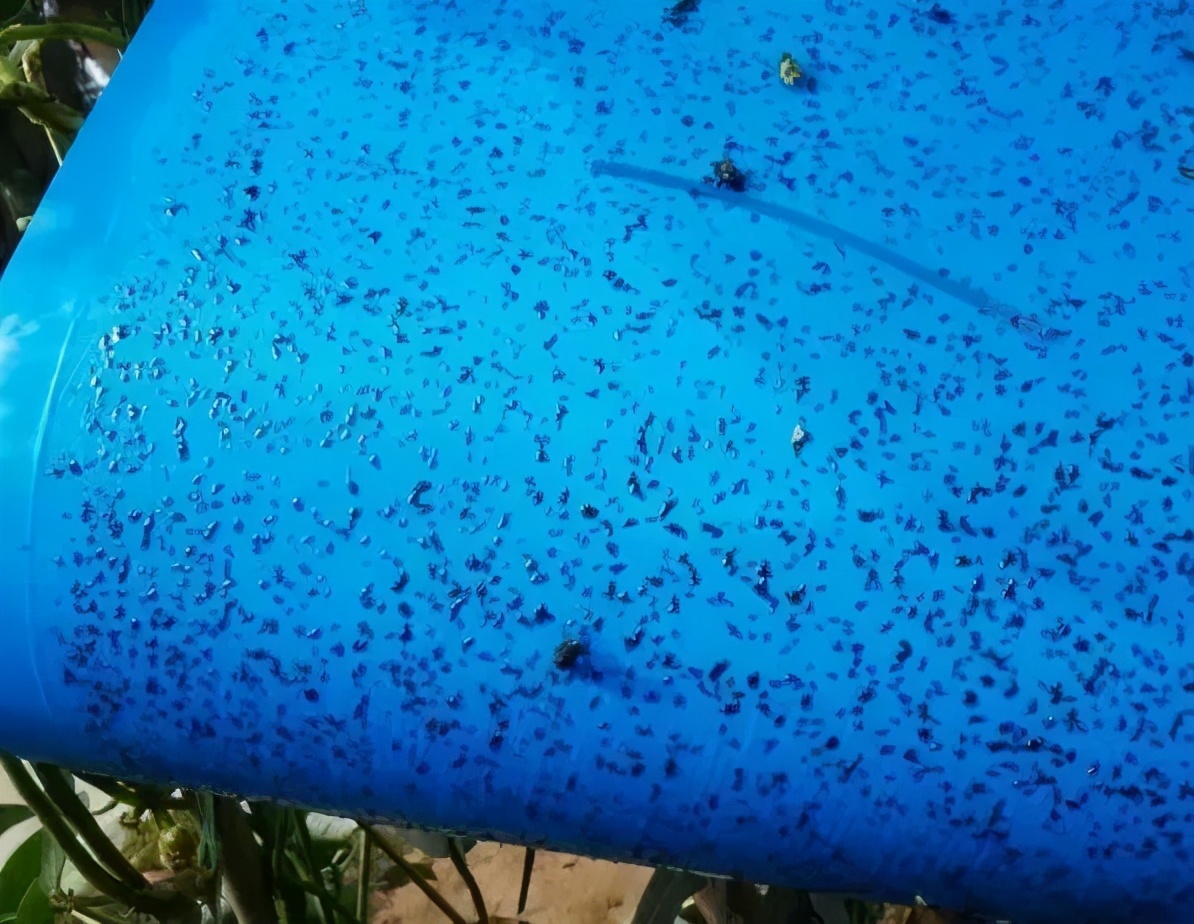 9月蓟马泛滥,伤花,伤果,抗性高,严防策略在这里!