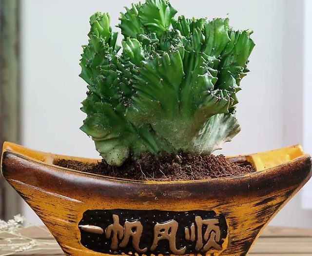 盆栽植物"玉麒麟",什么来头?室内养护有讲究__凤凰网