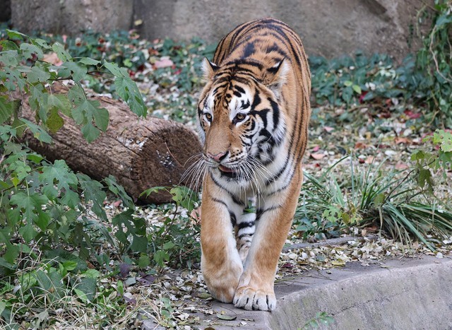 亲民远摄镜头 佳能RF100-400mm IS USM评测