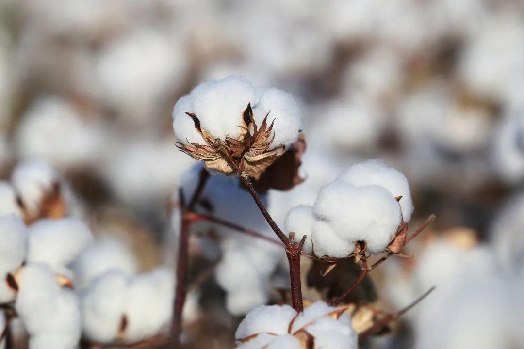 新疆棉花，到底藏着多少中国“科技树”？