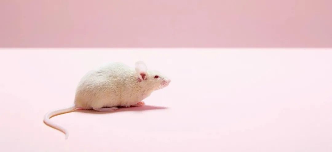 公鼠怀孕消费尝试惹争议！是科学仍是无意义的动物尝试？（中国科学家成功让公鼠怀孕知乎）