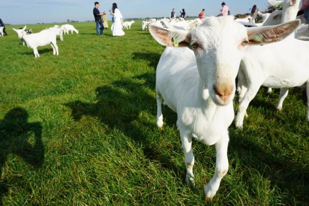 山羊奶vs绵羊奶,谁才是奶中之王?