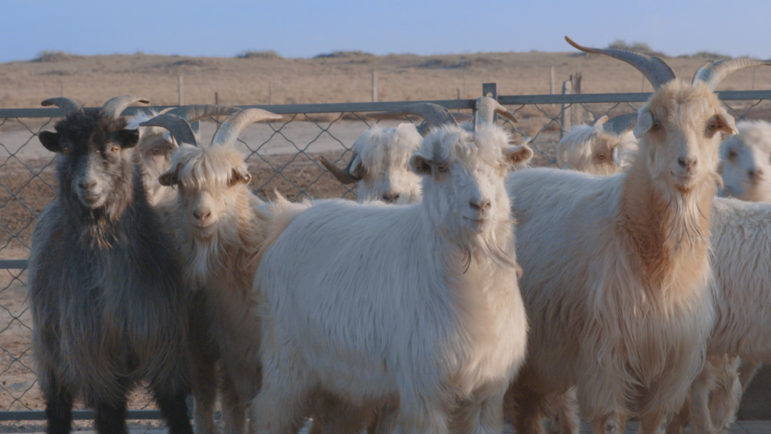 阿尔巴斯山羊是鄂托克旗的特产,平直的鼻梁,细长的颜面,发达的前额