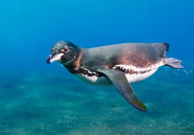 涨知识了!唯一自主涉足北半球的企鹅,竟然是为了吃