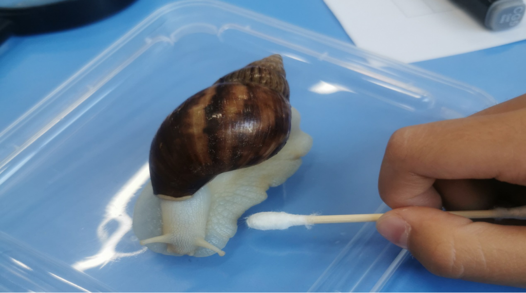 潍坊未来实验学校:白玉蜗牛观察记