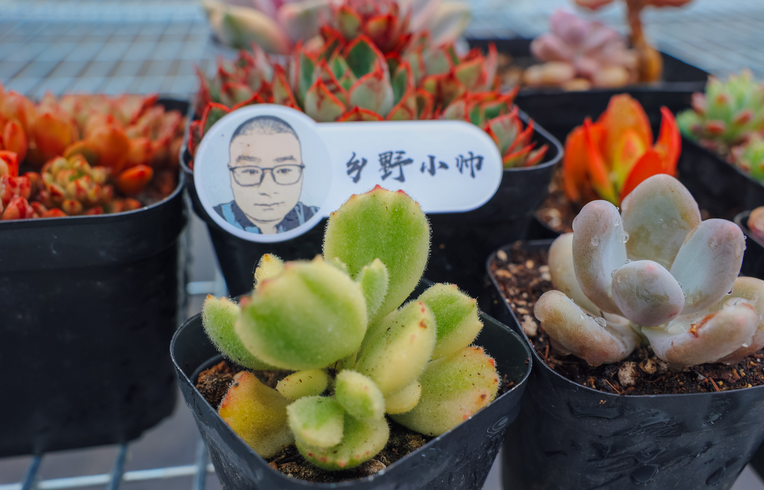 夏天肉肉会休眠 小帅介绍几种夏种型多肉 总有一款适合你 凤凰网