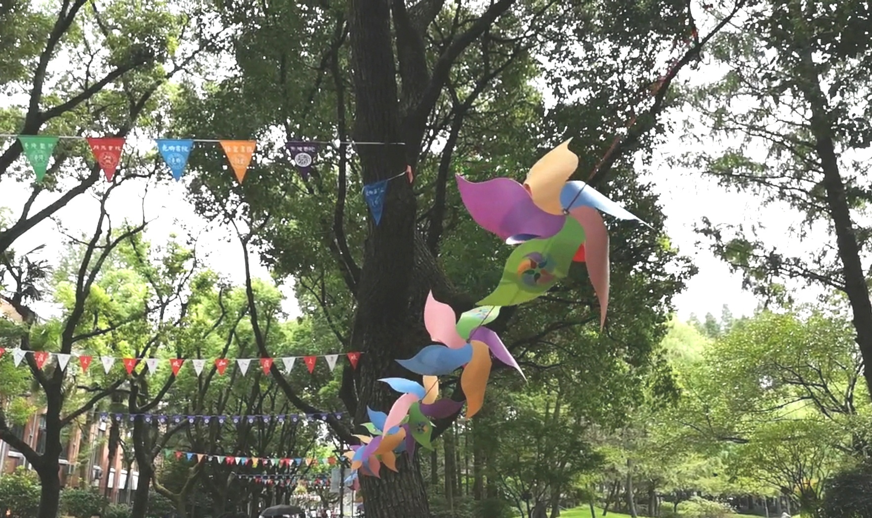 校园道路上的五色风车