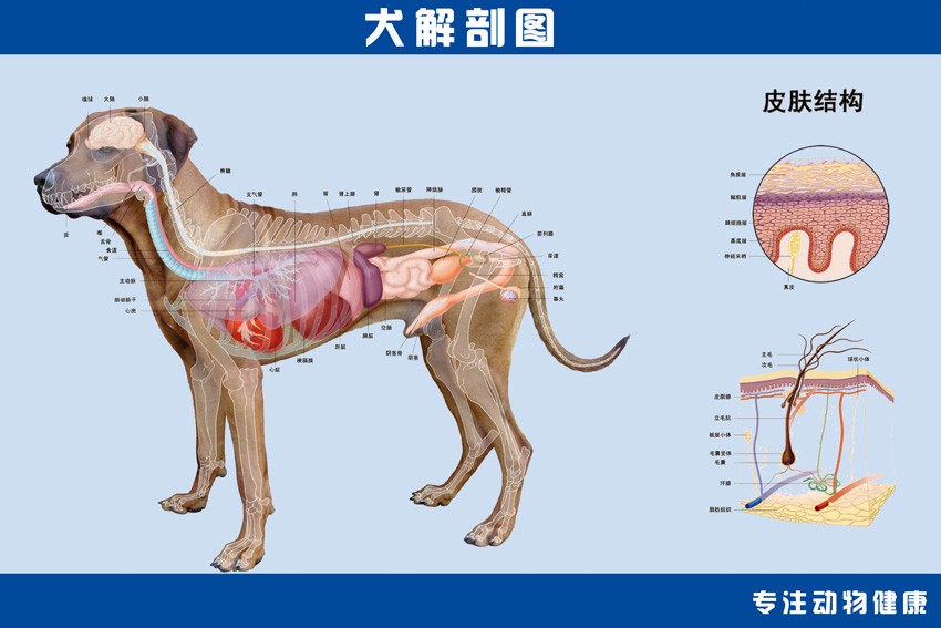 建设虚拟仿真实验教学体系 提升动物解剖实验教学质量和水平__凤凰网