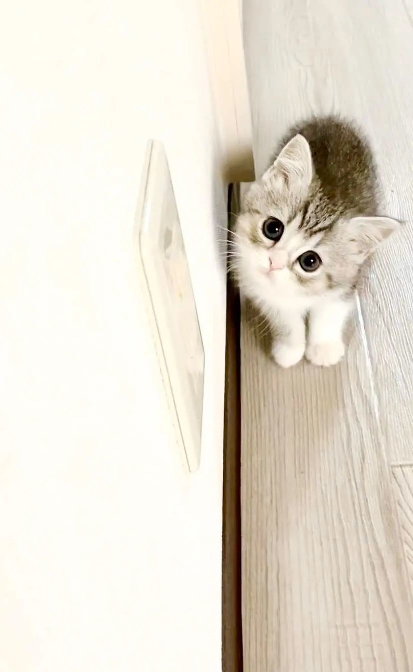 会自己蹲马桶的日本小猫咪,每天吃睡玩玩,就成了油管头号网红