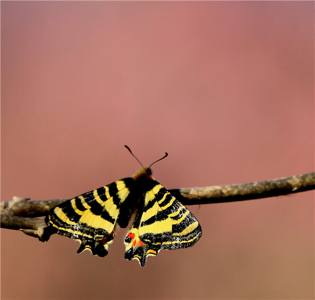 气温节节攀升 早春蝴蝶提前半个月羽化 凤凰网