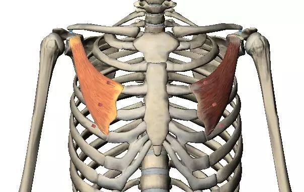 (internal rotation),內收(水平內收)肌肉終點:肱骨上的隆間溝胸骨端