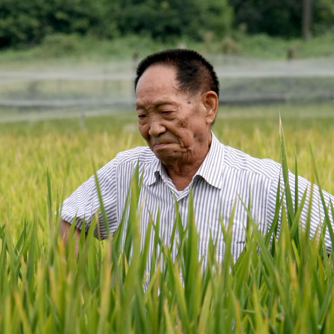 袁隆平逝世│隆平水稻博物馆将以自己的方式深刻缅怀