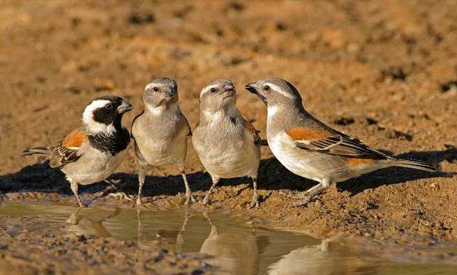 为什么从苏联进口麻雀?麻雀变化大