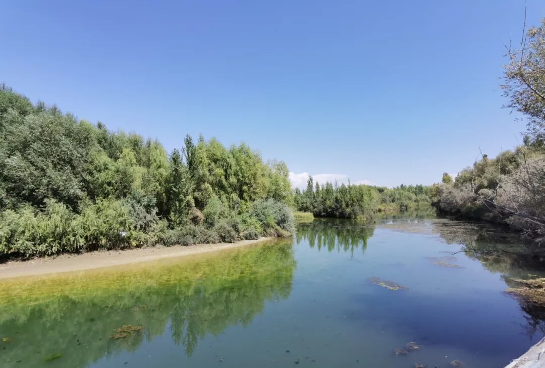 美丽新疆 || 察布查尔县次生林