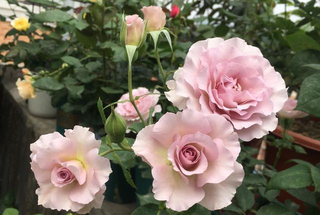 新浪潮 近乎完美的月季 花朵又美又香 四季勤开花 阳台也能养 凤凰网