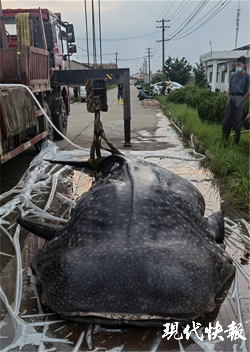 近3吨重鲸鲨现身南通海域 专家 或因误入渔网窒息死亡 将制成标本