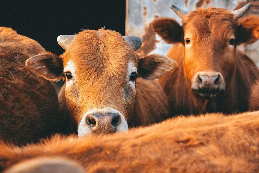 没有一头牛能活着离开潮汕,潮汕究竟有何魔力?__凤凰网