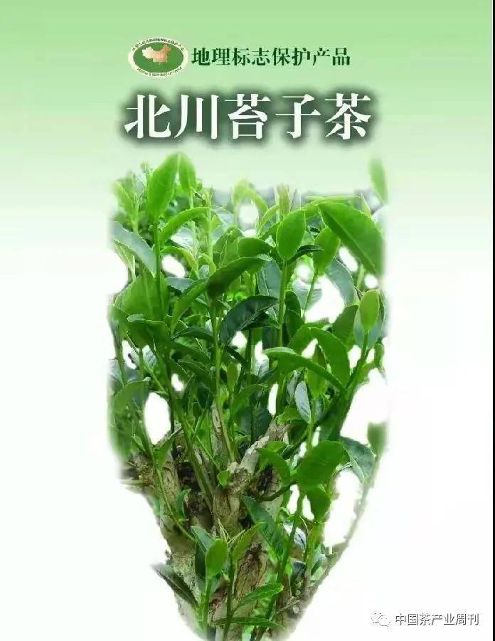 《对话专家》杜晓:北川苔子茶极具香高 味纯 耐冲泡的内在品质__凤凰