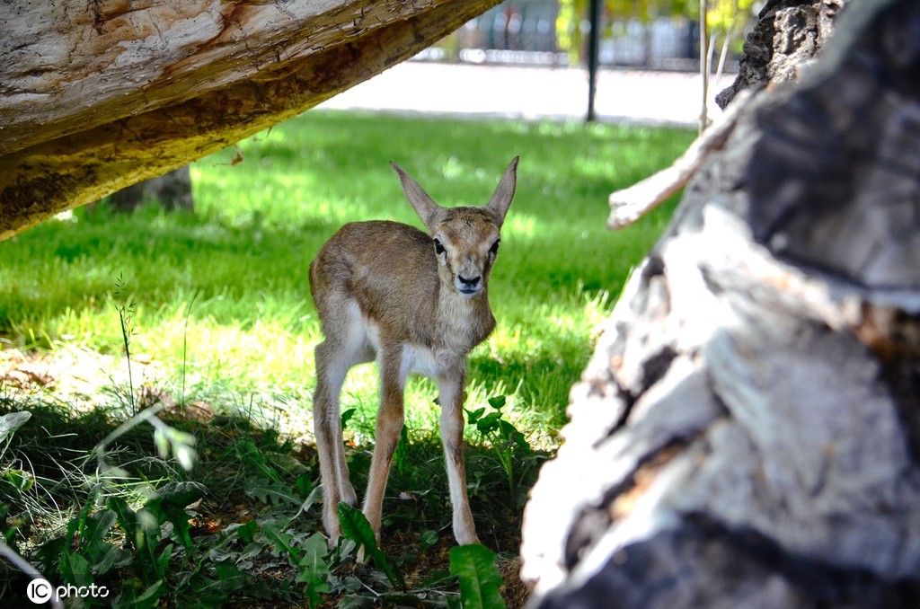 土耳其濒危羚羊宝宝被保护睁大圆眼萌萌哒