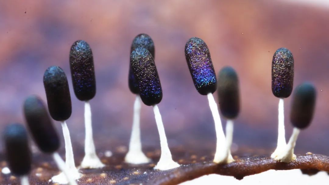 潜藏在身边的微观小世界,你注意到了吗?__凤凰网