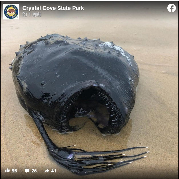 美国加州海岸发现深海怪鱼:头上长着发光灯泡,交配方式令人发指__凤凰