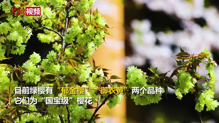 绿色樱花绽放南京玄武湖  花瓣随时间变化而“变色”