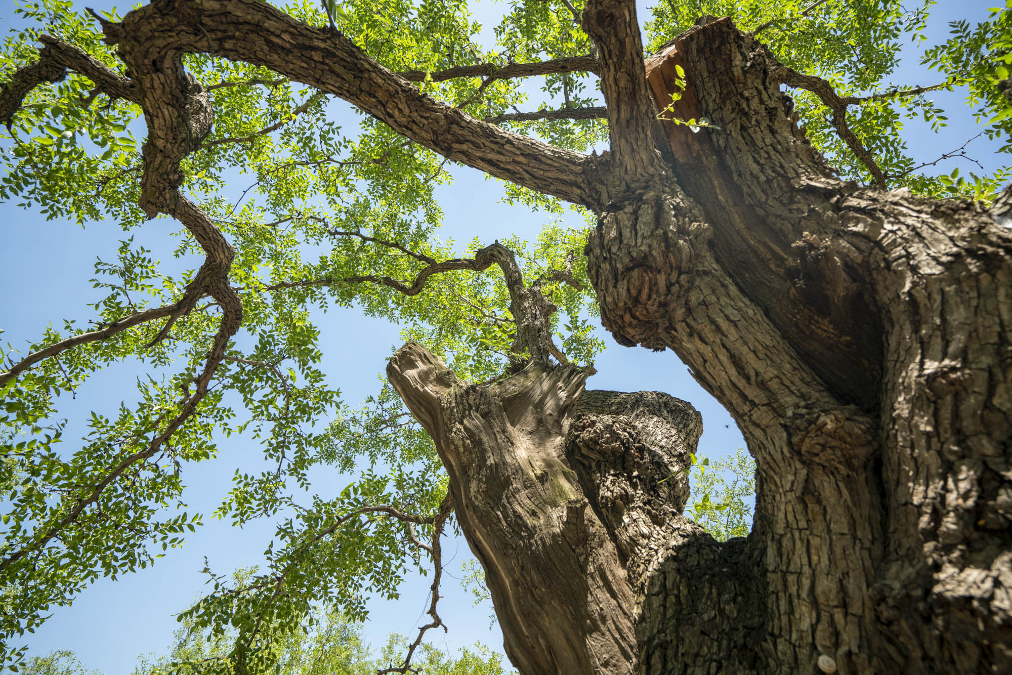 走进(稷山)国家板枣公园,你会发现枣树林犹如一座天然艺术宫殿,它盘根