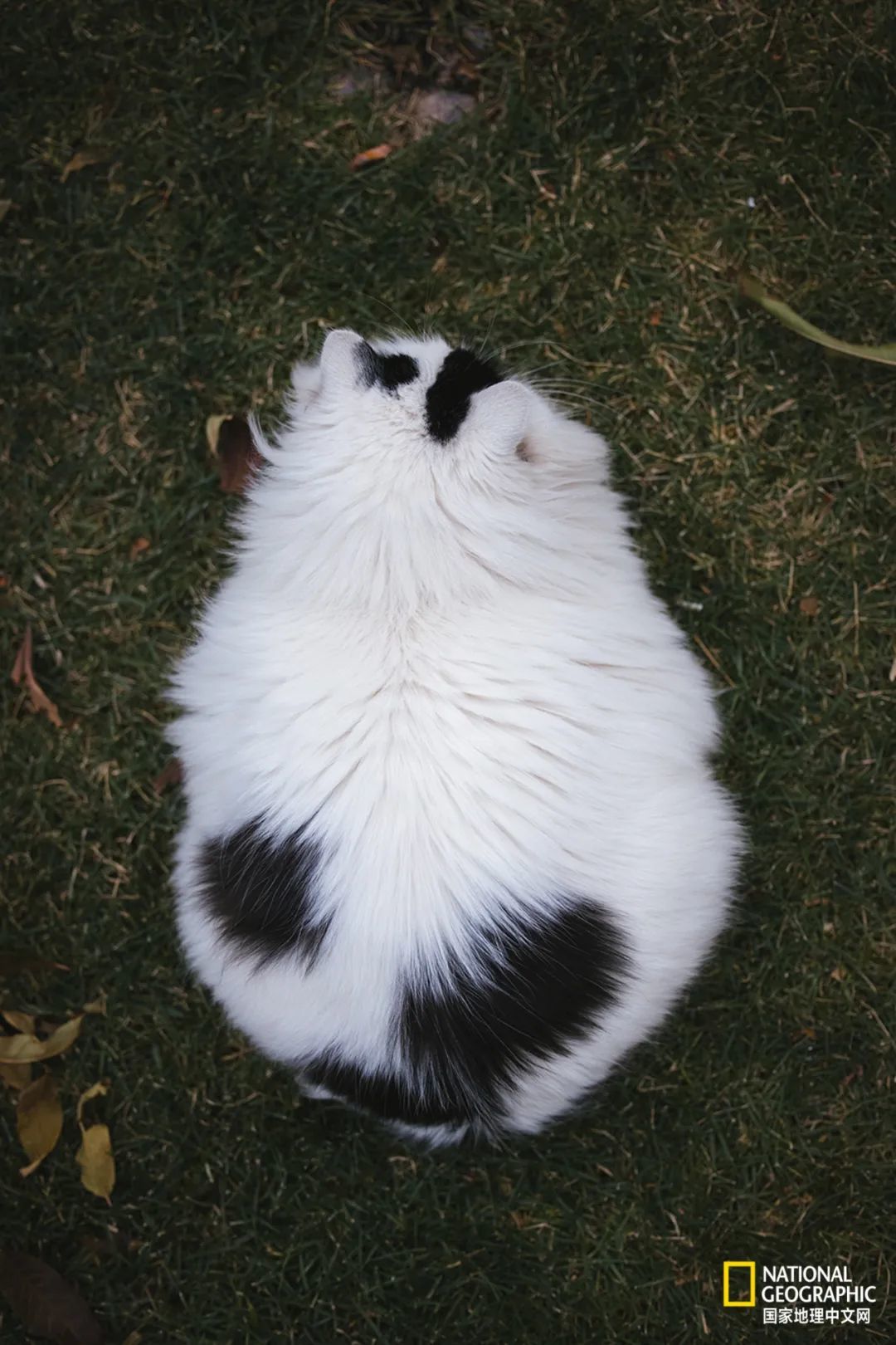 故宫的猫 比雪好看太多了