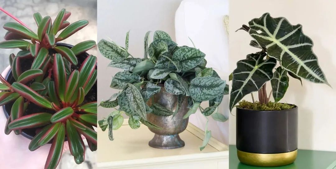室内小众的7种观叶绿植 适合养成桌面小盆栽 适合园艺新手 凤凰网