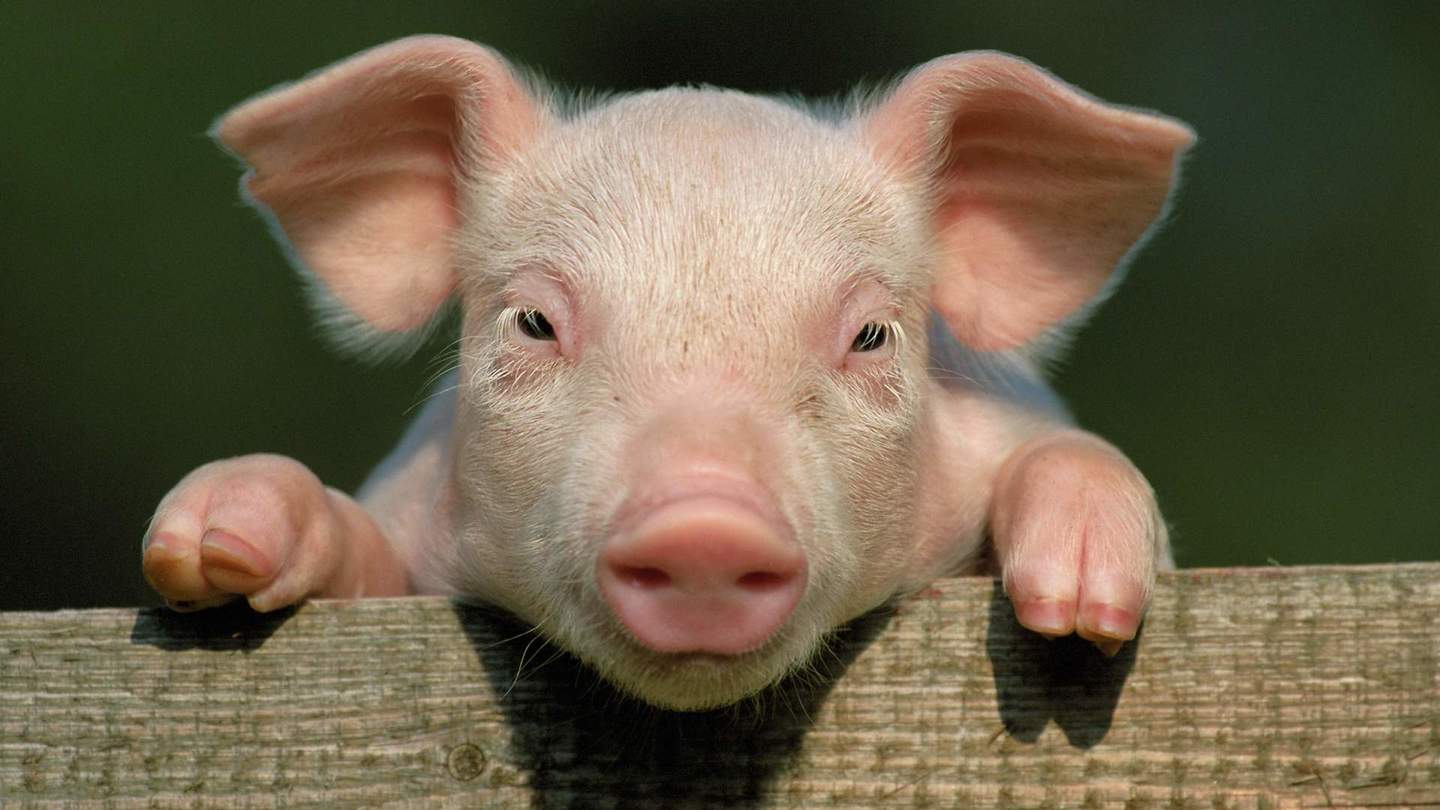 农场里的一只小猪。猪圈里的猪。景深浅。照片摄影图片_ID:315146882-Veer图库