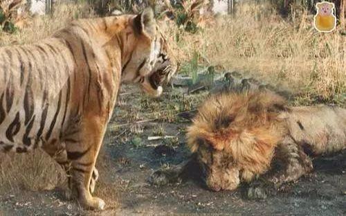 野牛,鳄鱼,野猪,大象还有人祸,造成狮子死亡的12个因素