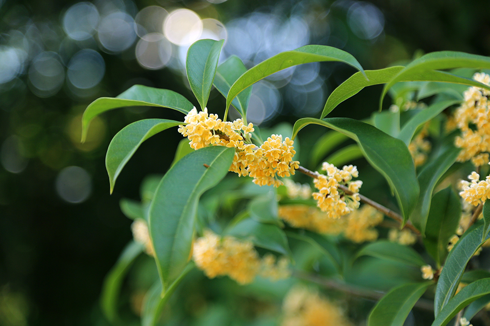 虽迟但到,上海植物园桂花开了。