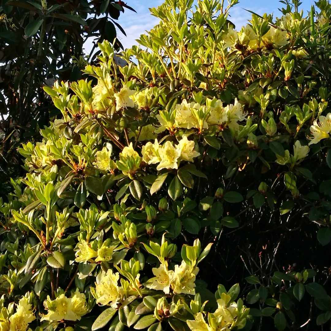 问客杜鹃(rh.ambiguum)