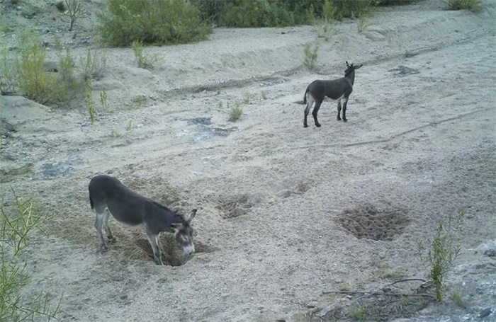野马和驴是戈壁“挖井高手”！马科动物本能让它们找到6英尺深的水源（马驴沙漠挖井）