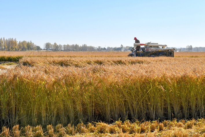 图为吉林省吉林市永吉县万昌镇农民驾驶农机收割水稻(10月12日摄)