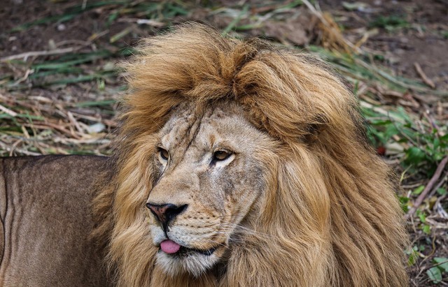 亲民远摄镜头 佳能RF100-400mm IS USM评测