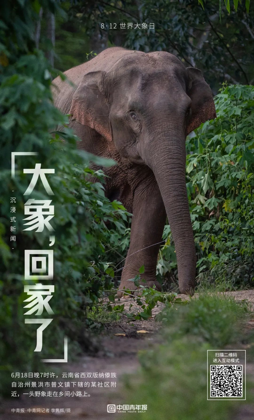 推荐短鼻家族的奇幻旅程