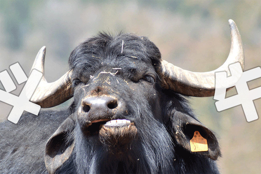 贵州斗牛,才是中国最野的竞技比赛__凤凰网