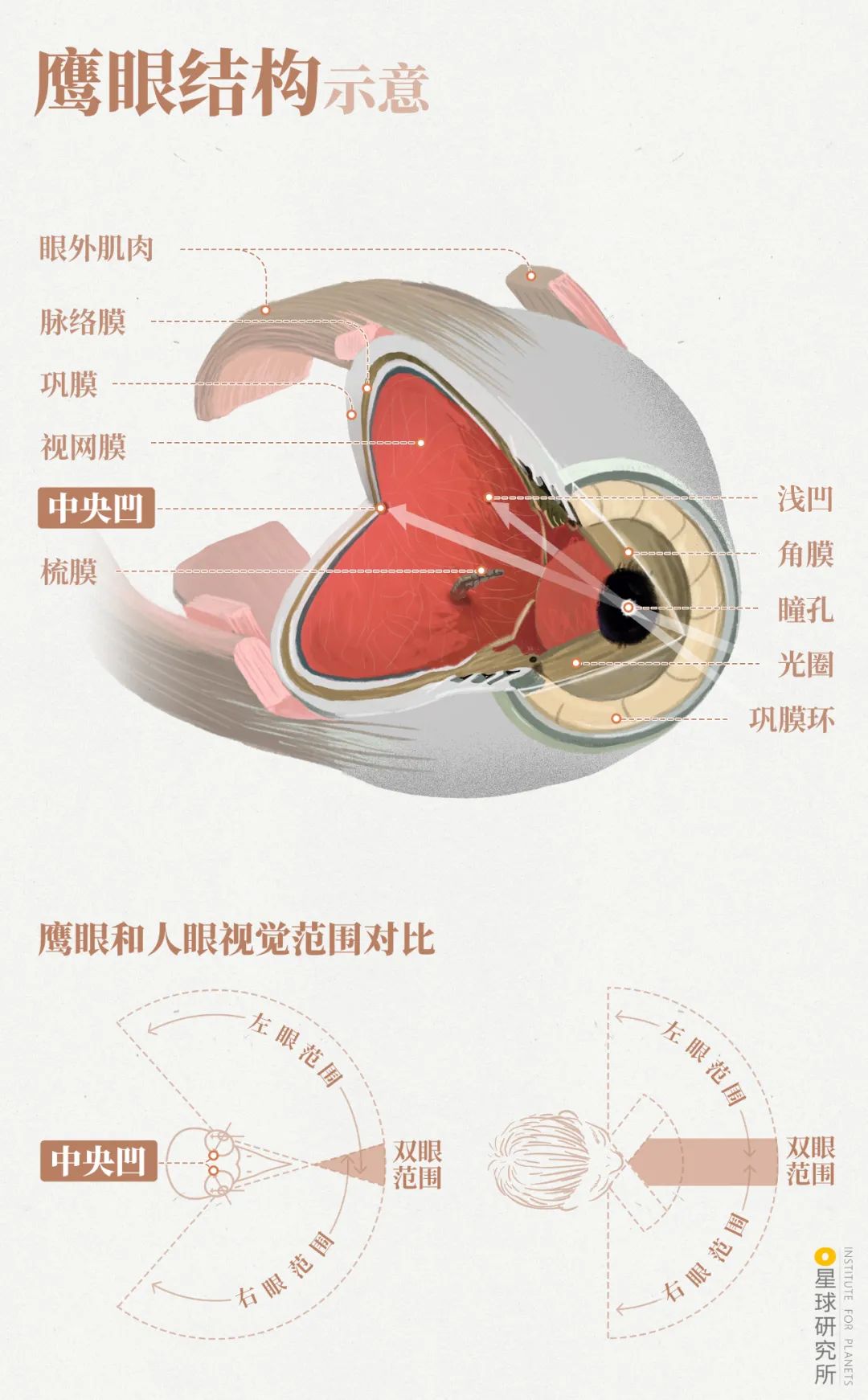 中国的鸟类,有多美?